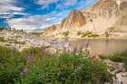USA, Wyoming, Medicine Bow National Forest. Landscape with fireweed flowers and mountain. Art Print